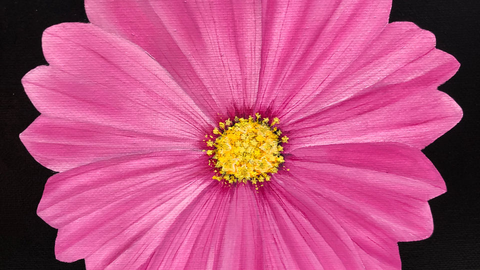 Pink Cosmos
